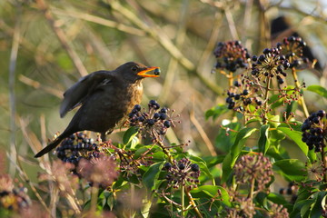 Common blackbird eating ivy berries