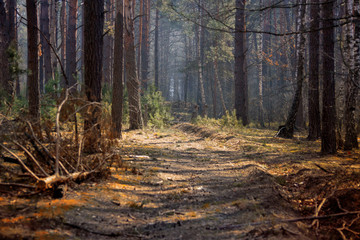 Mixed forest, clearings and paths in the early morning.