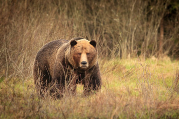brown bear in Slovakia wild nature, very big