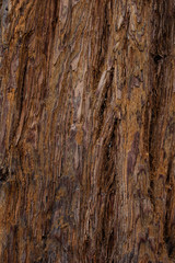 Obraz premium Old wood texture