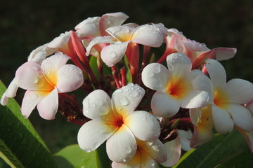 Pomelia fiorita al mattino