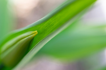 Fototapeta premium Fresh tulip bud enclosed in a green leave