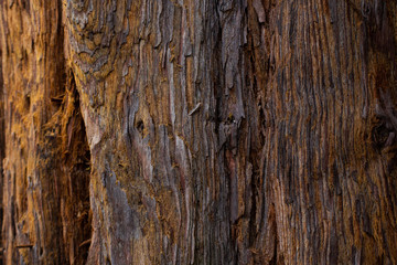 Old wood texture