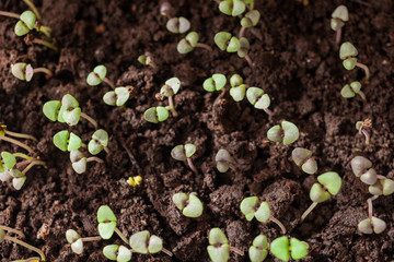 basil sprouts have sprouted in the ground.
