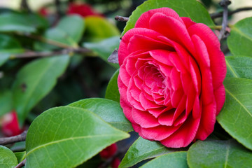 Close-up of Red Begonia Flower