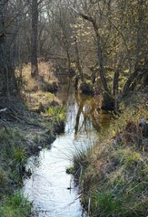 Sumpfgebiet am Hofstätter See