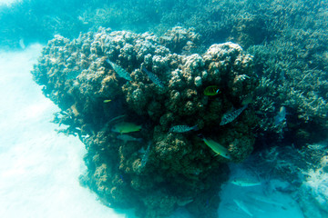 The beautiful life of the sea