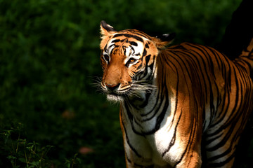 Fototapeta na wymiar Tiger , the big cat