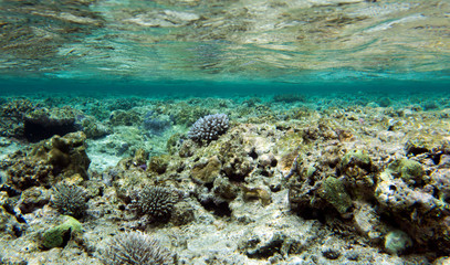 The beautiful life of the sea