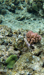 The beautiful life of the sea