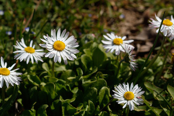 Fototapeta premium Beautiful Daisies in The Grass. Spring Blossom