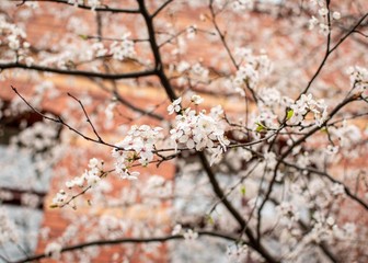 Berlín Spring Blossom