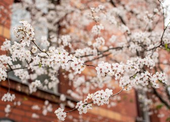 Primavera en Berlín