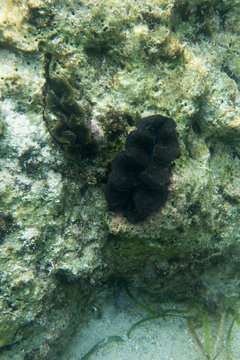 An underwater picture of tridacna clam