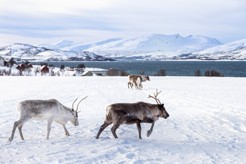 allevamento di renne a Troms&oslash;