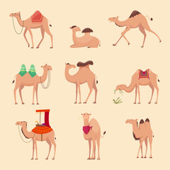 Desert camels. African funny animals for travelling across africa or egypt vector pictures. Camel african mammal, ride animal dromedary illustration