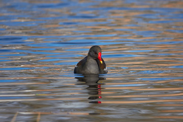 Moorhuhn neigt Kopf zur Seite w&auml;hrend es &uuml;ber das kalte Seewasser schwimmt