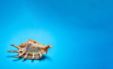 Light shells on a blue background