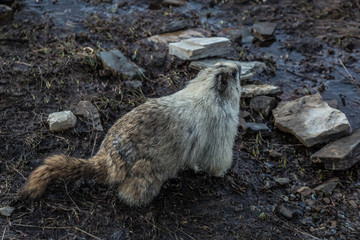 Hoary Marmot in alpine meadows 