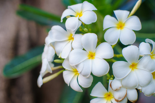 Close up Plumeria flowers blossom white color beautiful tree relax in the green park outdoor sunlight and flare background spa concept.