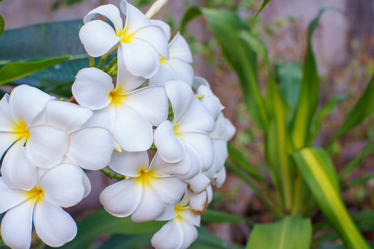 Close up Plumeria flowers blossom white color beautiful tree relax in the green park outdoor sunlight and flare background spa concept.
