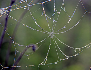 web with water drops