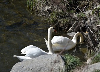 Biały Łabędź © Iwona