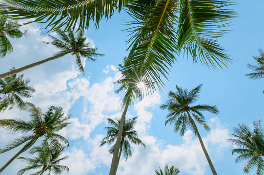 Tropical palm tree with sun light on blue sky. Summer vacation and nature travel adventure concept. Coconut palm trees .