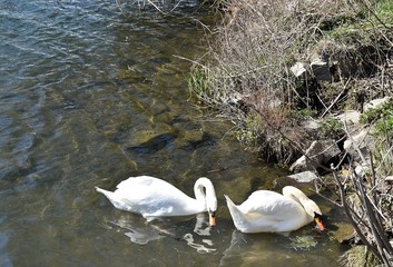 Biały Łabędź © Iwona