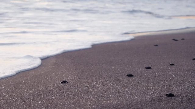 Dozens of black baby turtles walking down the sandy beach towards the safety of the ocean during sunset
