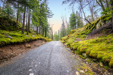 Fototapeta na wymiar Road in the pine forest in Norway. Beautiful Scandinavian woods landscape.
