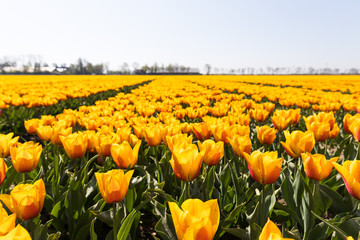 blühendes Tulpenfeld in den Niederlanden im Frühling