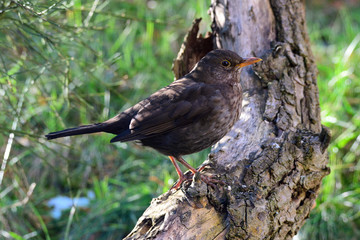 Amsel Weibchen im Frühjahr