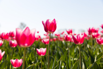 blühendes Tulpenfeld in den Niederlanden im Frühling