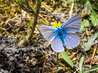 Fototapeta premium A common blue butterfly (Polyommatus icarus) is seen on Romney Marsh, Kent, England, on 4 Aug 2017.