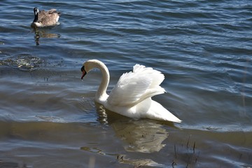 Biały Łabędź