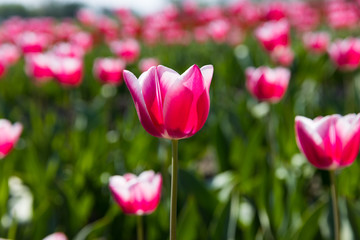 blühendes Tulpenfeld in den Niederlanden im Frühling