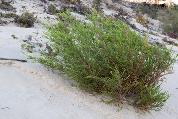 Vegetation plants growing on sand dunes