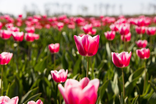 bl&uuml;hendes Tulpenfeld in den Niederlanden im Fr&uuml;hling