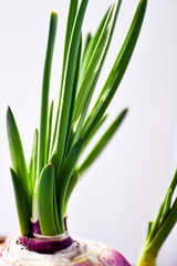 green onions on a white background