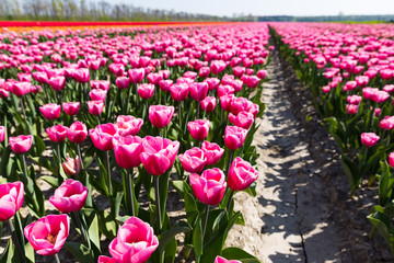 blühendes Tulpenfeld in den Niederlanden im Frühling