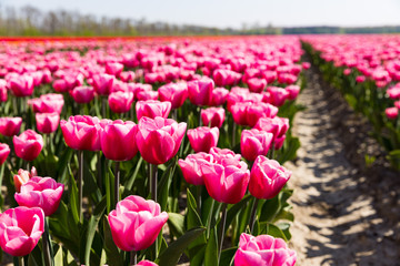 blühendes Tulpenfeld in den Niederlanden im Frühling