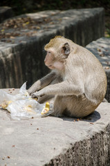 macaque qui mange des bananes sur un rocher