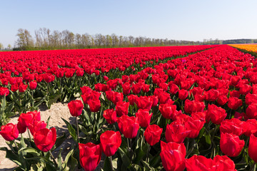 blühendes Tulpenfeld in den Niederlanden im Frühling © Christian Schwier