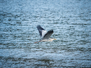 A grey heron (Ardea cinerea) at Naoshima Island, Kagawa Prefecture, Japan.