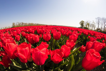 blühendes Tulpenfeld in den Niederlanden im Frühling aus der Froschperspektive