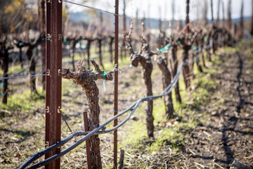 Vineyards along a fence