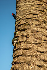 Woodpeckers on a tree