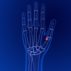 Human skeleton anatomy Sesamoid Bones 3D Rendering For Medical Concept