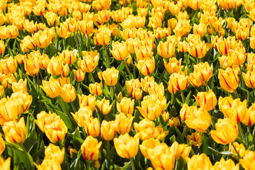 blühendes Tulpenfeld in den Niederlanden im Frühling